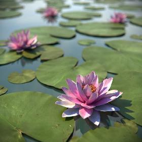 Water Lily